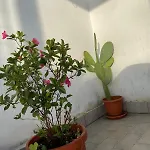 Piccolo Sogno Διαμέρισμα *